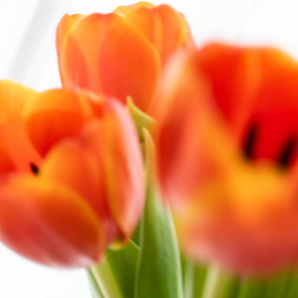 HEMET ディフューザー - TULIP チューリップ