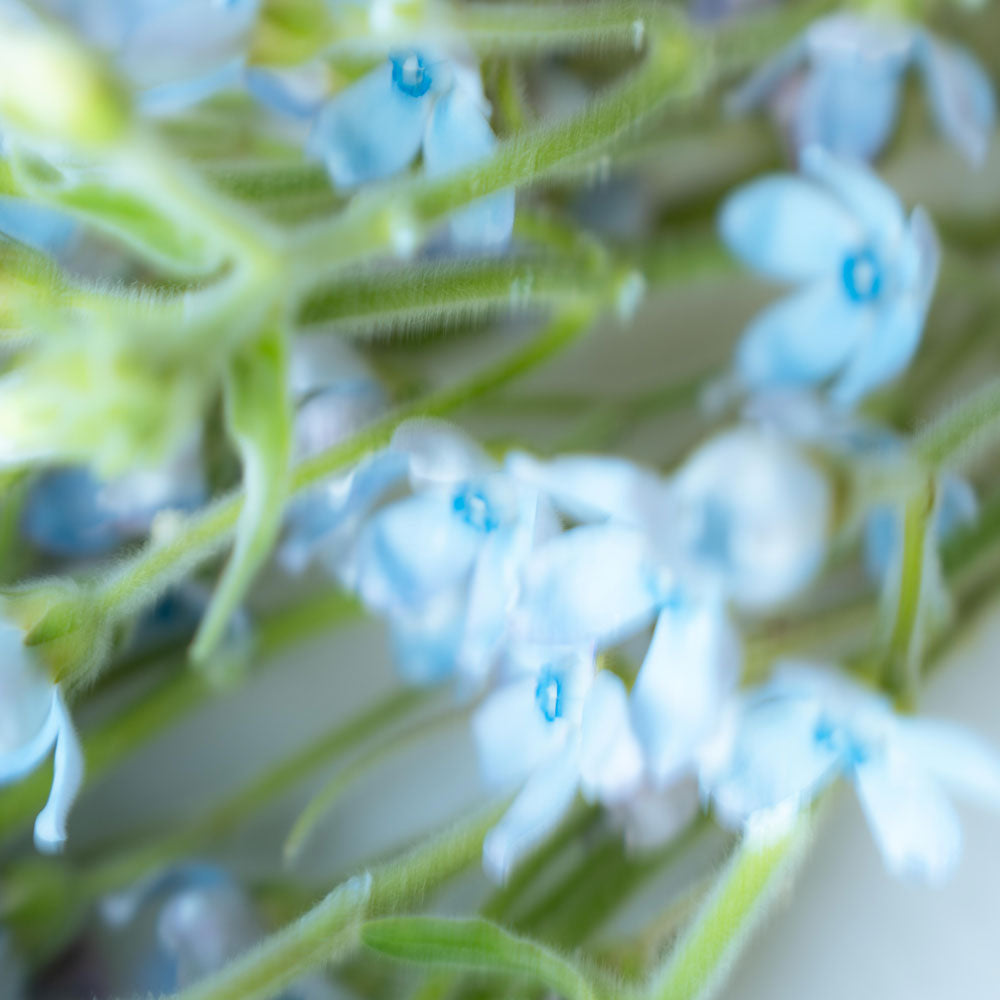 HEMET ディフューザー - COTTON コットン