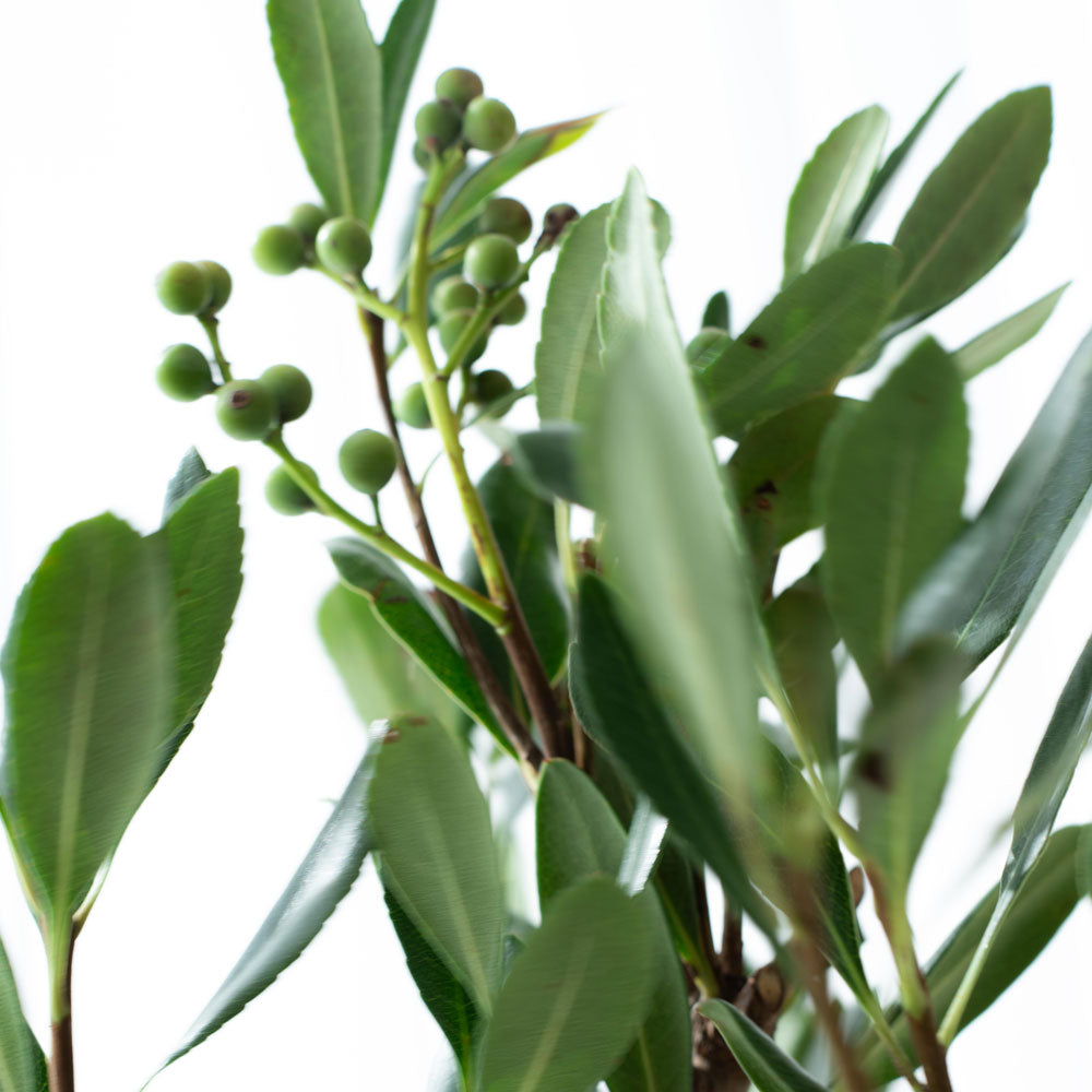 HEMET ディフューザー - GARDEN ガーデン